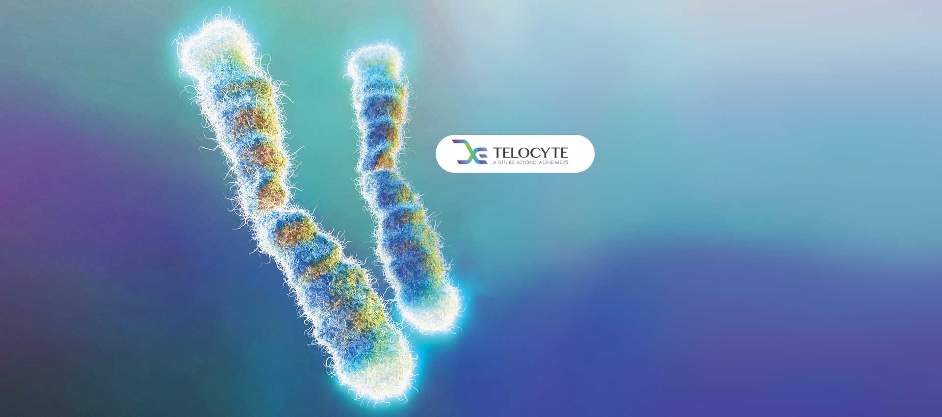 Telocyte - Digital marketing case study - CB/I Digital